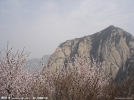 山花