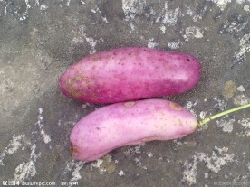 红薯 写真