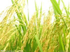 水稻