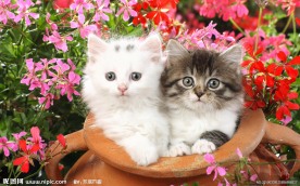 猫咪