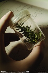 植物标本