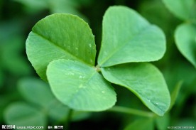 植物类 花草树木树叶 四叶草