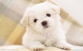 狗狗