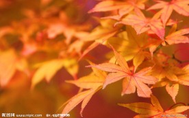 红枫叶