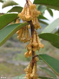 野果花与叶
