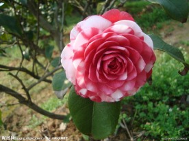 茶花