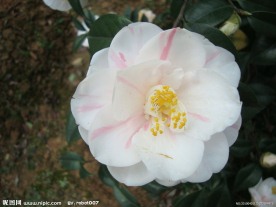 茶花
