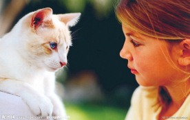 波斯猫