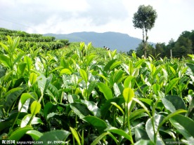 茶园