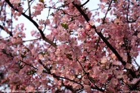 花的世界