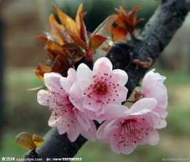 桃花朵朵开