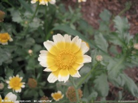 海上田园菊花正怒放