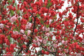 桃花朵朵开