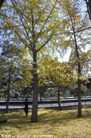 北京的银杏树