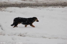 雪地里狗