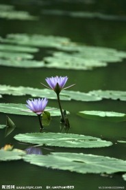 莲花