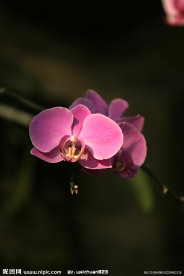 蝴蝶兰