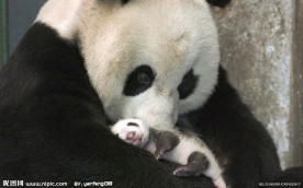 熊猫宝宝