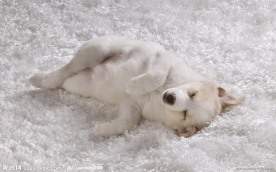 陶醉的小狗