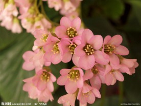 金不换 花