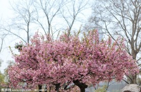 春花满树