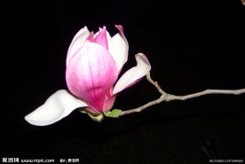 玉兰花