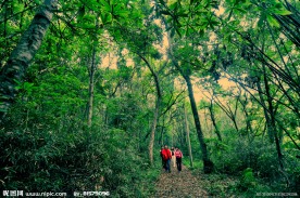 九连山原始森林