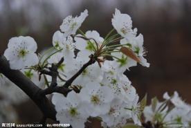 梨花开