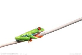 树蛙