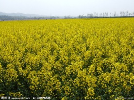 汉中油菜花