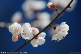 春天挑花