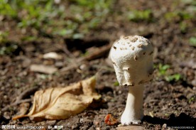 野生植物 野生蘑菇 蘑菇