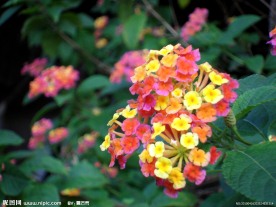 漂亮的多彩花 多彩 漂亮的野花