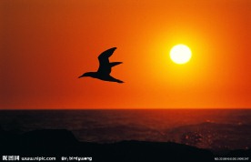 夕阳飞鸟