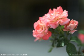 茶花近照特写 粉红色的茶花