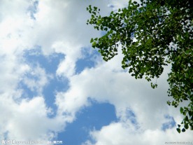 蓝天白云与绿叶 蓝天 白云 树叶 绿叶