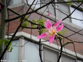 木棉花 粉红色的木棉花
