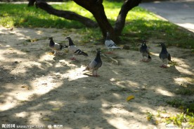 鸽子 公园里的鸽子