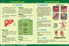 肝脏