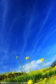 梅州大埔大东油菜花梯田