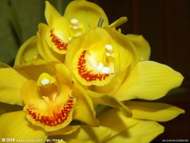 花 仙客来