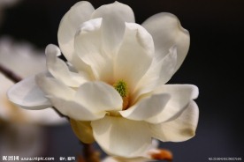 玉兰
