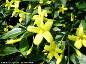 高清花卉