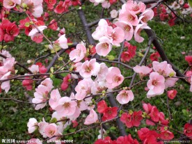 高清花卉