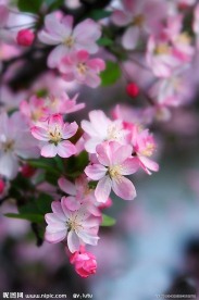 海棠花