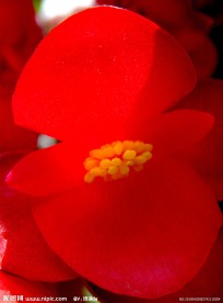 花蕊