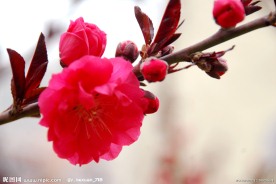 桃花一朵朵