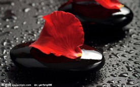 鹅卵石上的花瓣