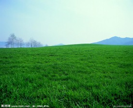 草地
