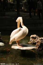 鹈鹕